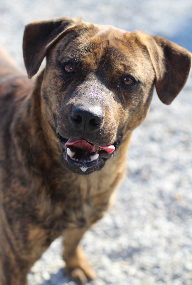 Puddles, a Adopted Mountain Cur in Marion, NC image 3/4
