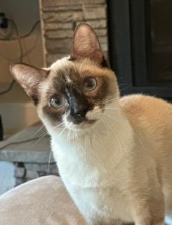 Ramona, Adoptable, Kitten Female Siamese & Domestic Short Hair.