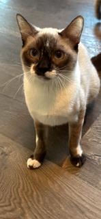 Enlarge Ramona, a Adoptable mixed breed in El Dorado Hills, CA image 2/3