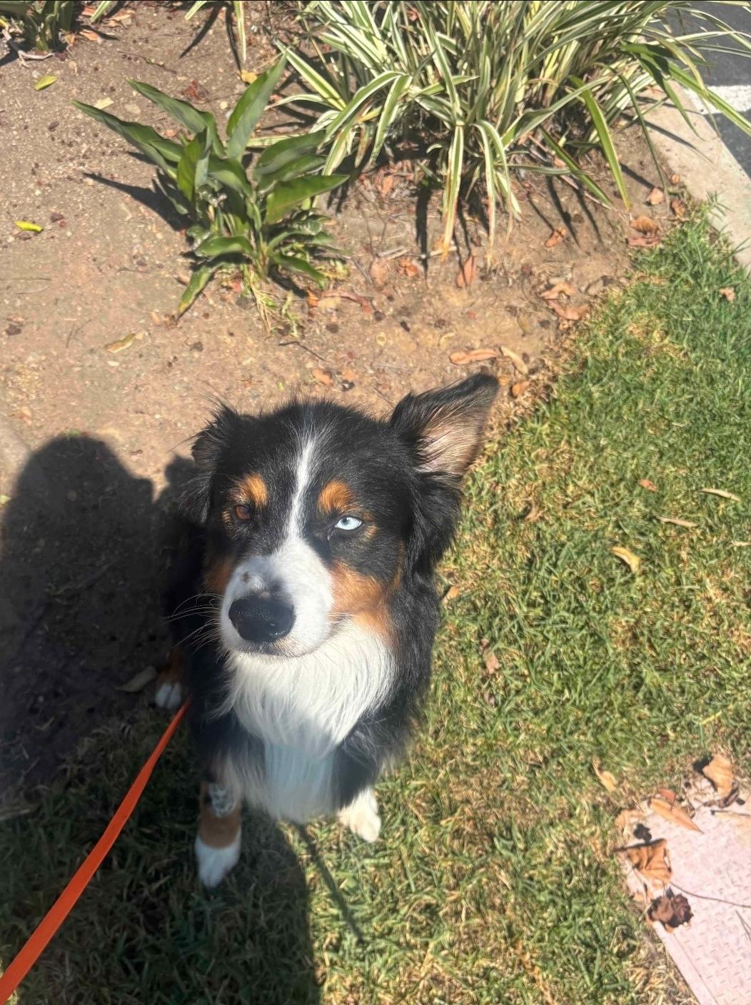 Enlarge Rupert, a ADOPTABLE mixed breed in Lake Forest, CA image 6/6