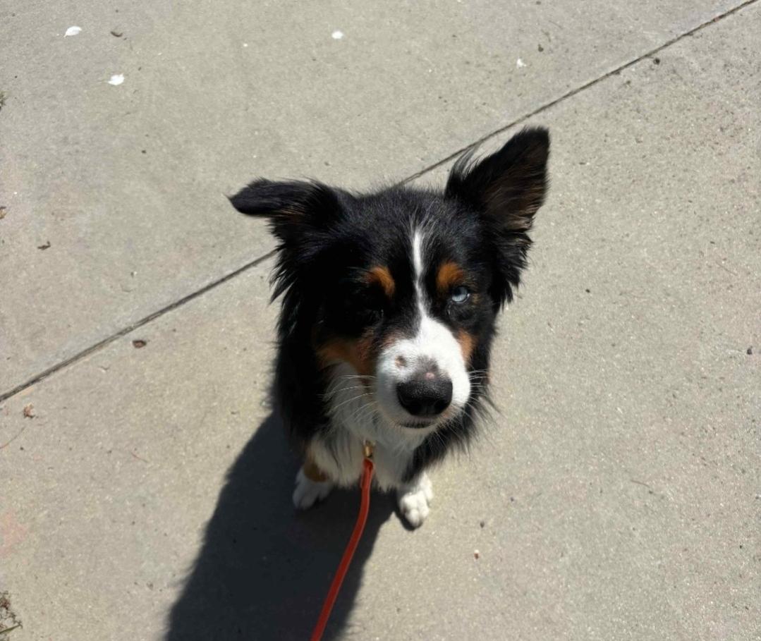 Enlarge Rupert, a ADOPTABLE mixed breed in Lake Forest, CA image 2/6