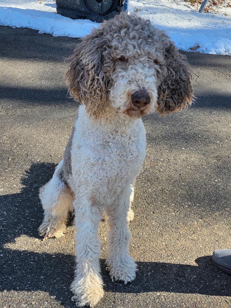 Enlarge Luke, a Adoptable Poodle in Monroe Township, NJ image 1/1
