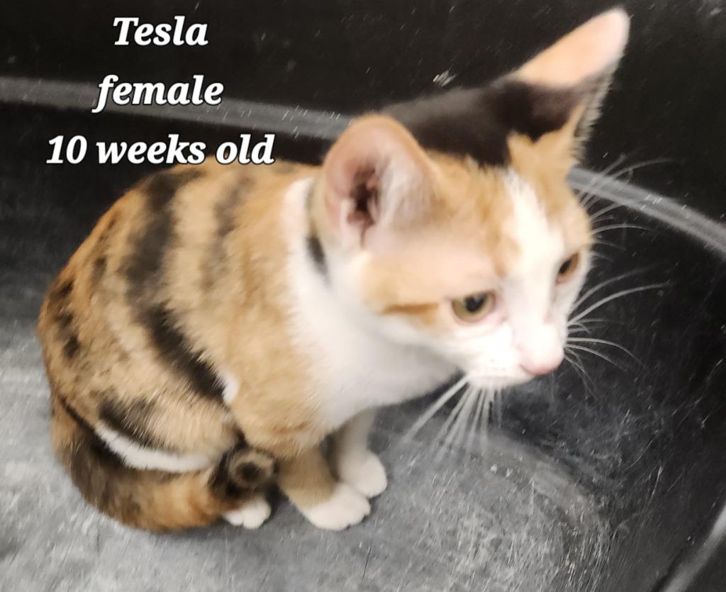 Tesla, Adoptable, Young Female Calico.