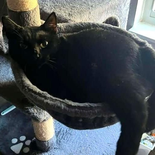 Enlarge Midnight, a ADOPTABLE Domestic Short Hair in Johnson City, TN image 1/1