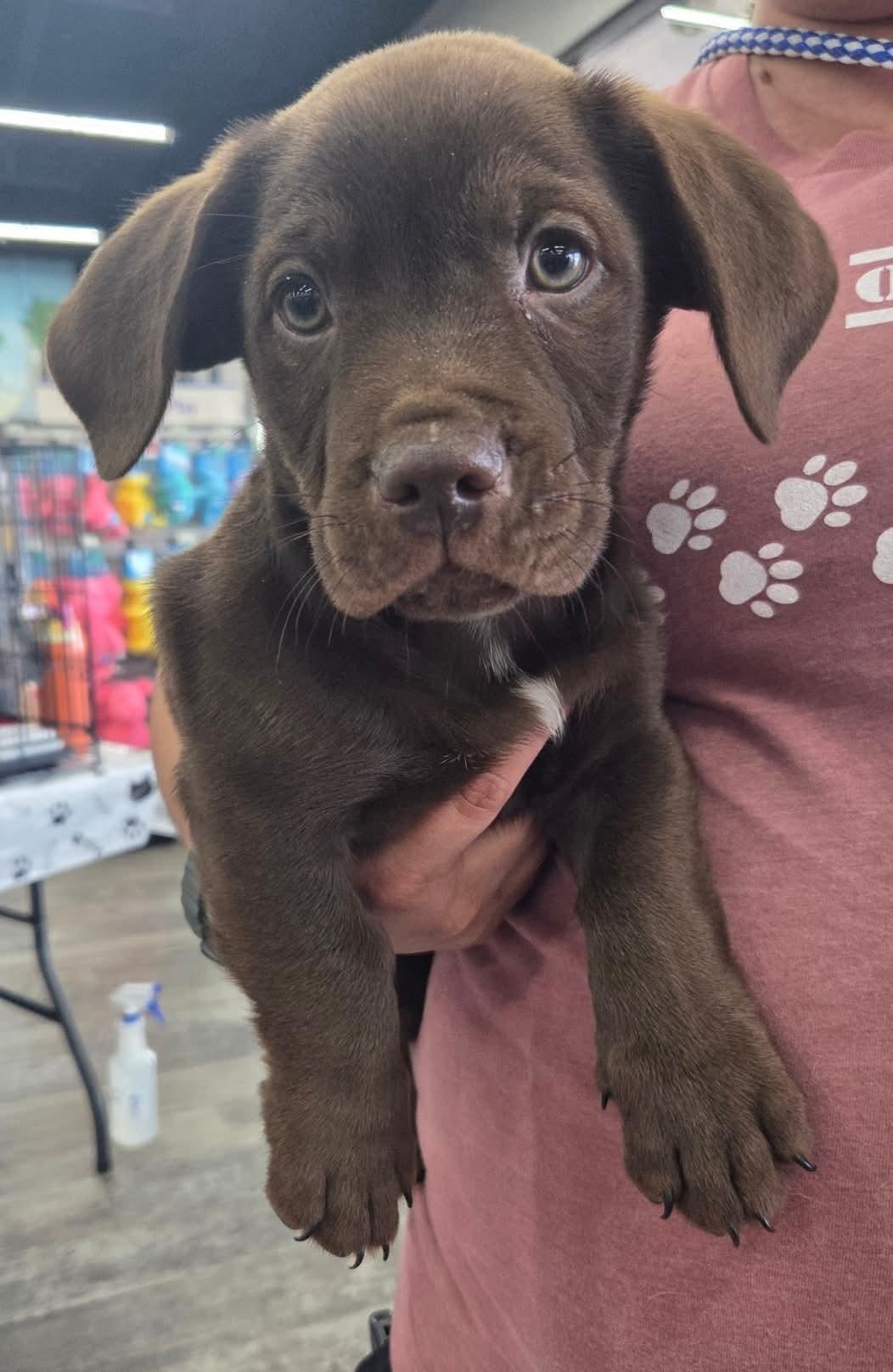 Grouper, adopted, Young Male Hound.