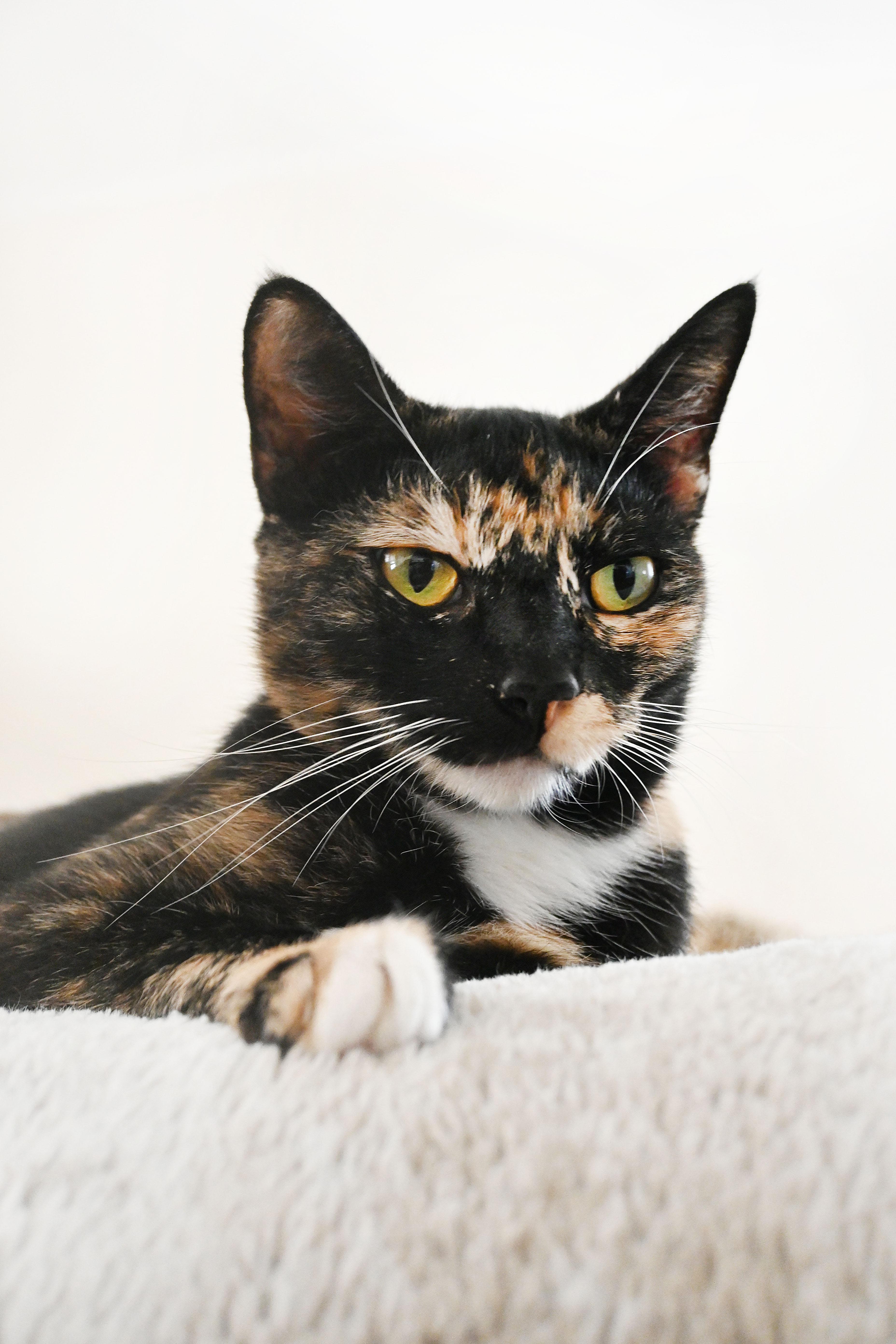 Enlarge Eleanor, a Adoptable Domestic Short Hair in Orlando, FL image 5/6