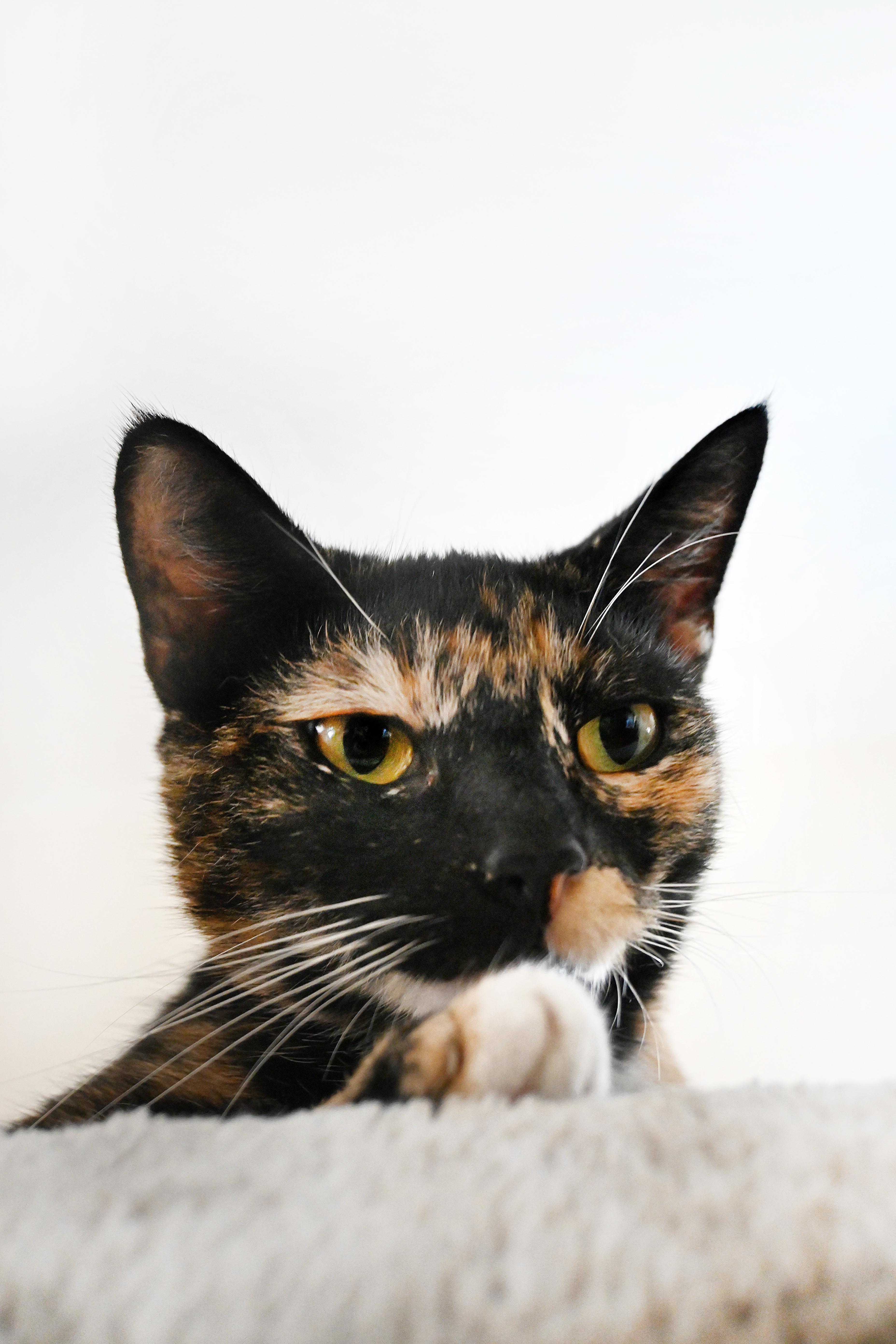 Enlarge Eleanor, a Adoptable Domestic Short Hair in Orlando, FL image 4/6