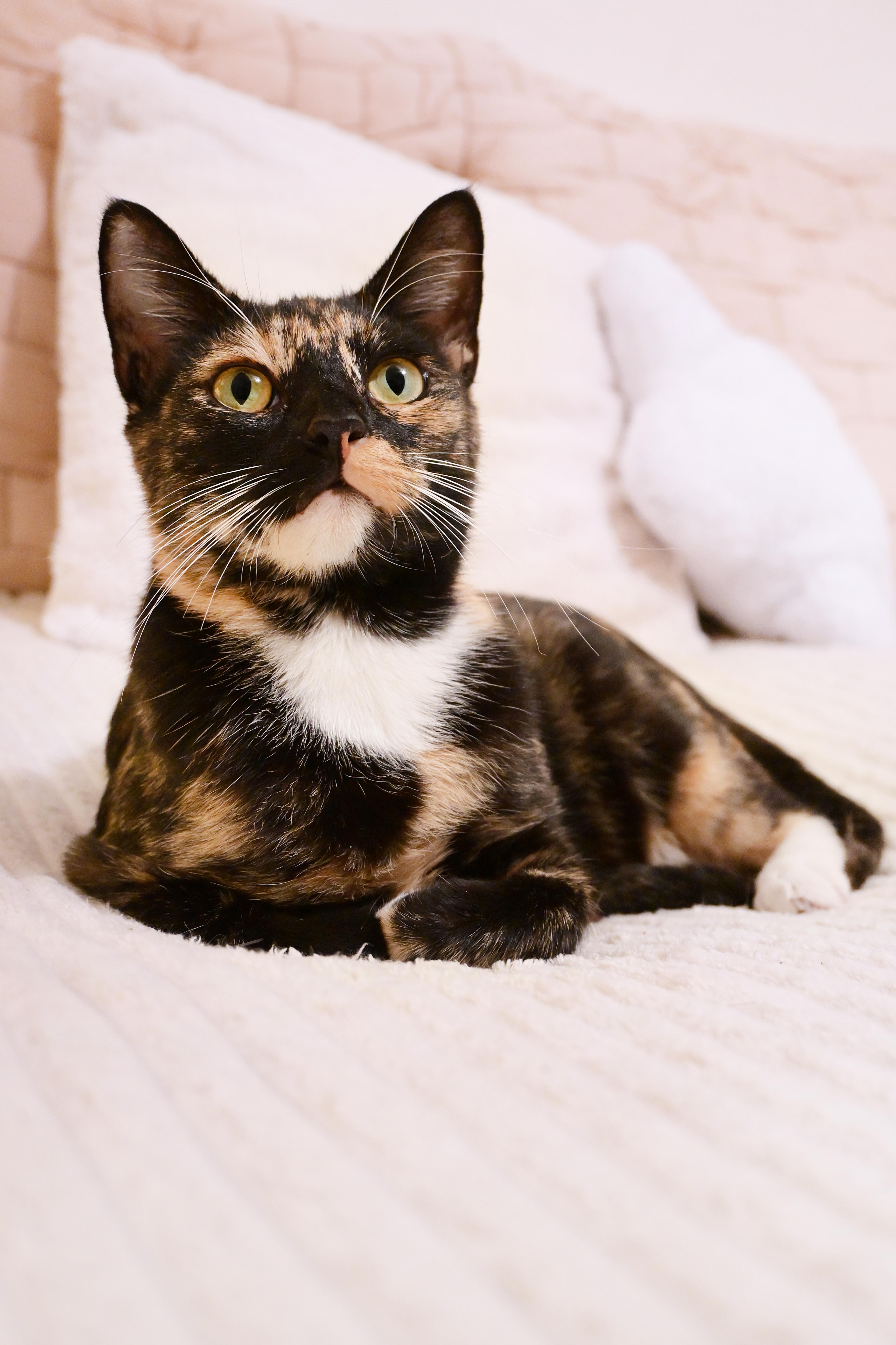 Enlarge Eleanor, a Adoptable Domestic Short Hair in Orlando, FL image 2/6