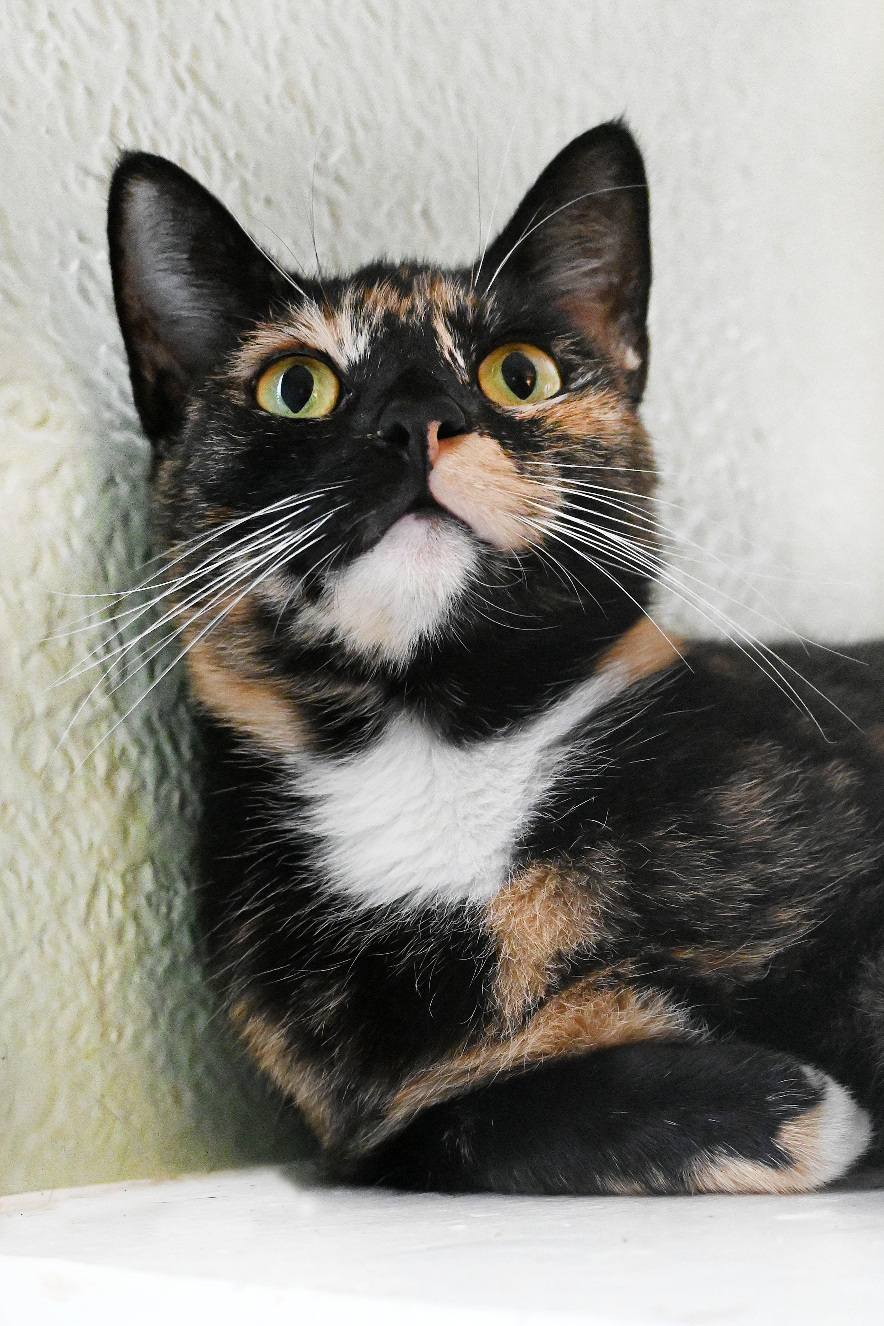 Enlarge Eleanor, a Adoptable Domestic Short Hair in Orlando, FL image 1/6