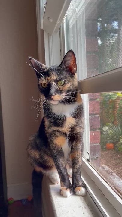 Enlarge Eleanor, a Adoptable Domestic Short Hair in Orlando, FL video 6/6
