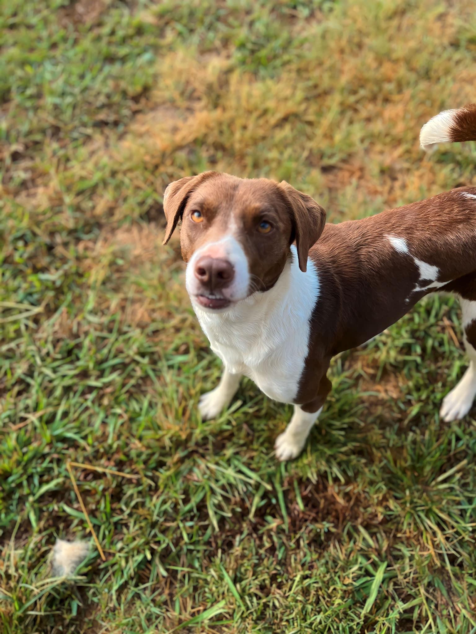 ELEANOR, a Adoptable Pointer in Holbrook, NY image 1/3
