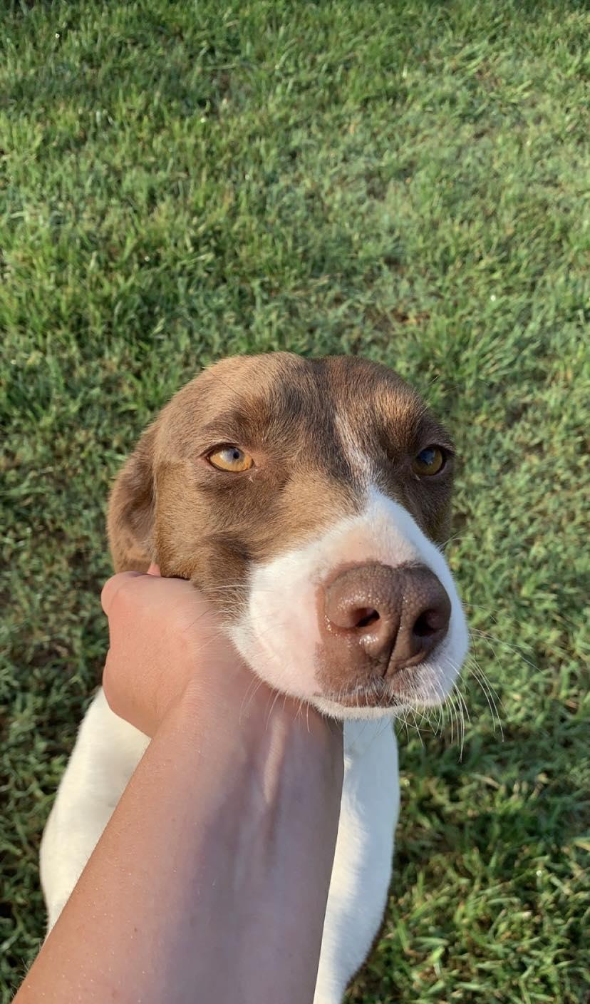 ELEANOR, a Adoptable Pointer in Holbrook, NY image 2/3