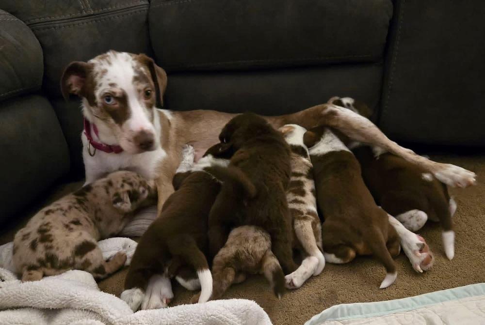 Lucy, Adoptable, Adult Female Catahoula Leopard Dog & Australian Shepherd.