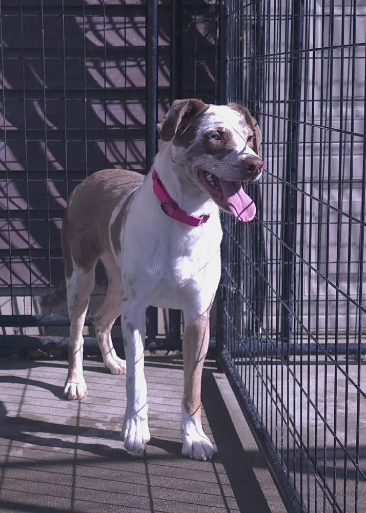 Enlarge Lucy, a Adoptable mixed breed in Rockland, WI image 2/6