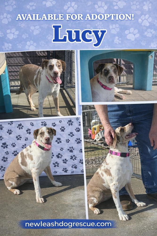 Enlarge Lucy, a Adoptable mixed breed in Rockland, WI image 3/6