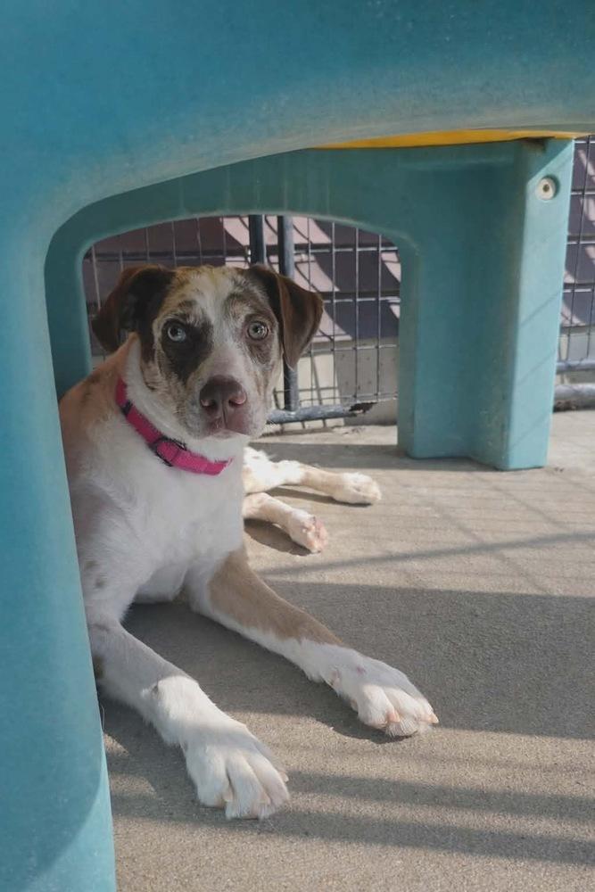 Enlarge Lucy, a Adoptable mixed breed in Rockland, WI image 4/6