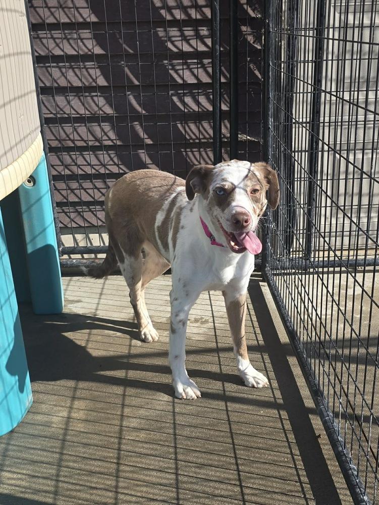 Enlarge Lucy, a Adoptable mixed breed in Rockland, WI image 5/6