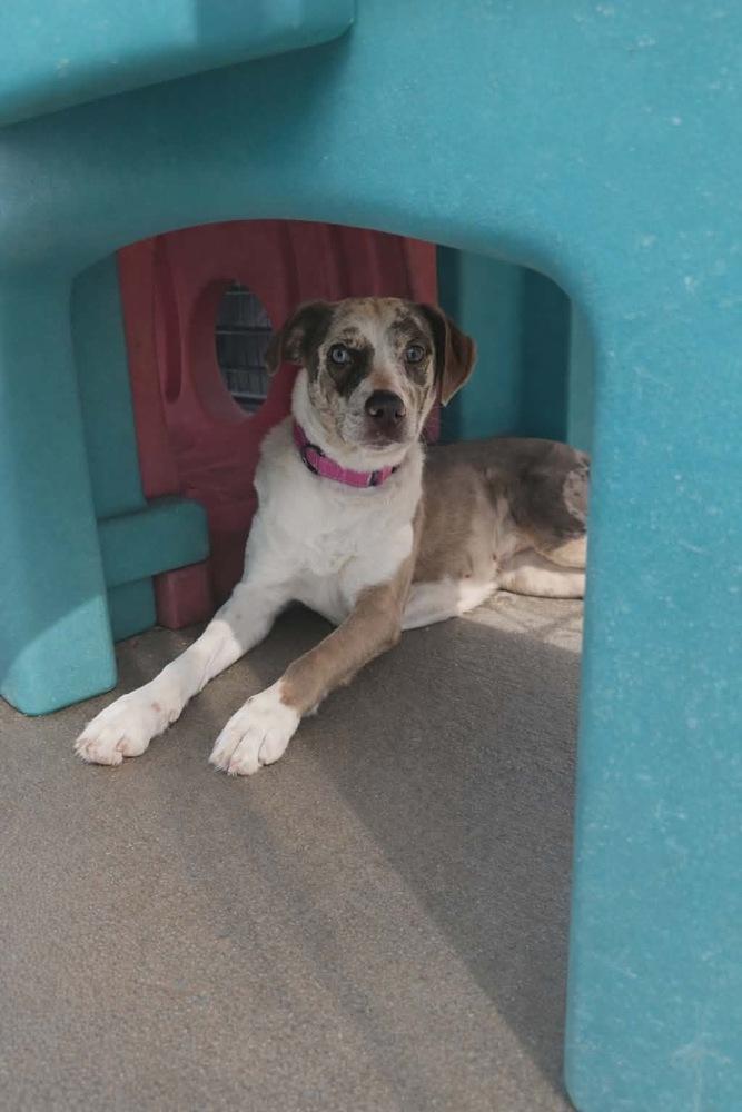 Enlarge Lucy, a Adoptable mixed breed in Rockland, WI image 6/6