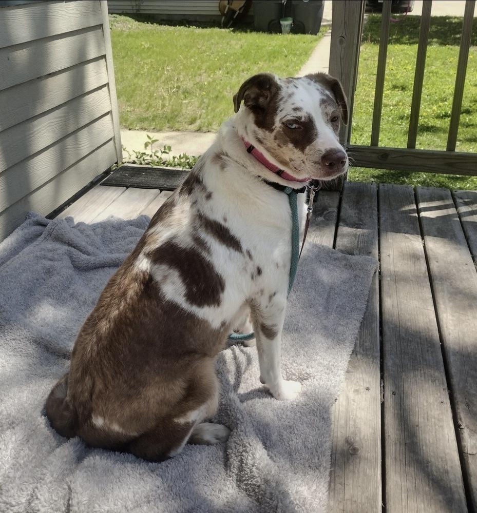 Lucy, a Adoptable mixed breed in Rockland, WI image 6/6
