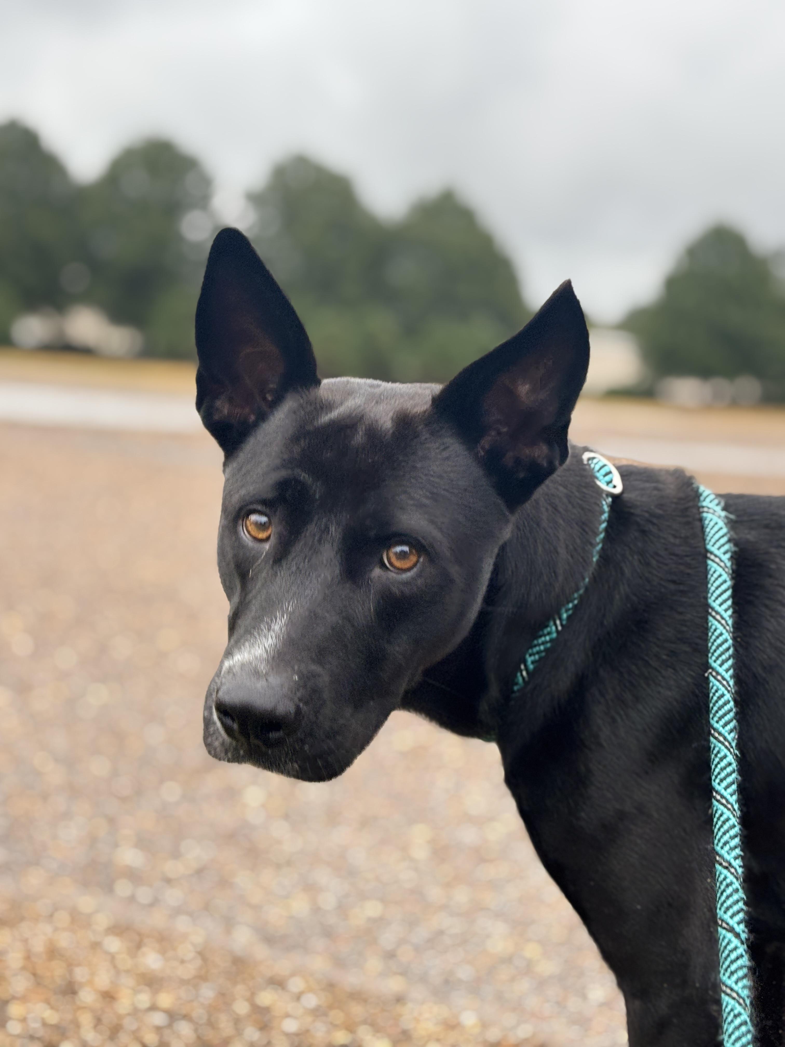 Nikki, Adoptable, Young Female Mixed Breed.