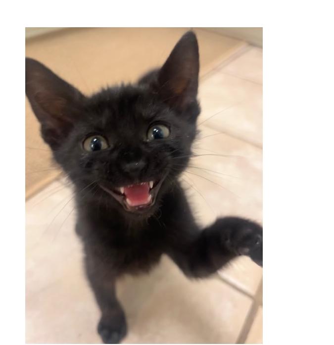 Joyce, Adoptable, Kitten Female Domestic Short Hair.