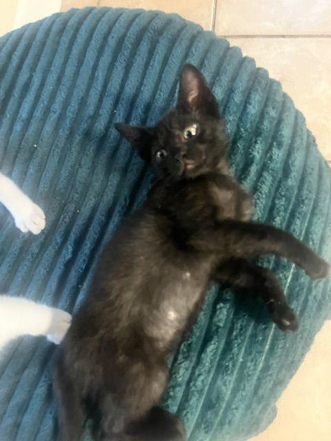 Enlarge Joyce, a Adoptable Domestic Short Hair in Lafayette, LA image 4/6