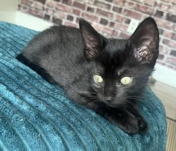 Enlarge Joyce, a Adoptable Domestic Short Hair in Lafayette, LA image 2/6