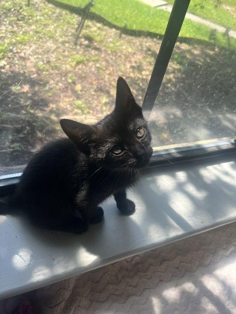 Enlarge Joyce, a Adoptable Domestic Short Hair in Lafayette, LA image 3/6