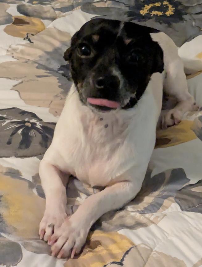 Enlarge Shay, a Adoptable Chihuahua in Osteen, FL image 1/3