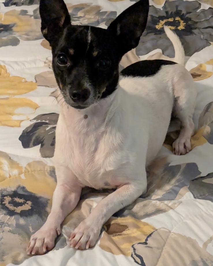 Enlarge Shay, a Adoptable Chihuahua in Osteen, FL image 2/3