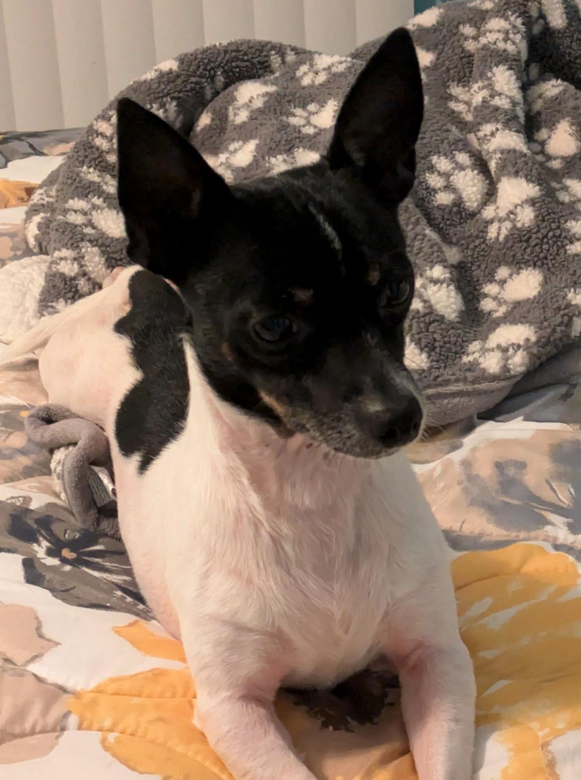 Enlarge Shay, a Adoptable Chihuahua in Osteen, FL image 3/3