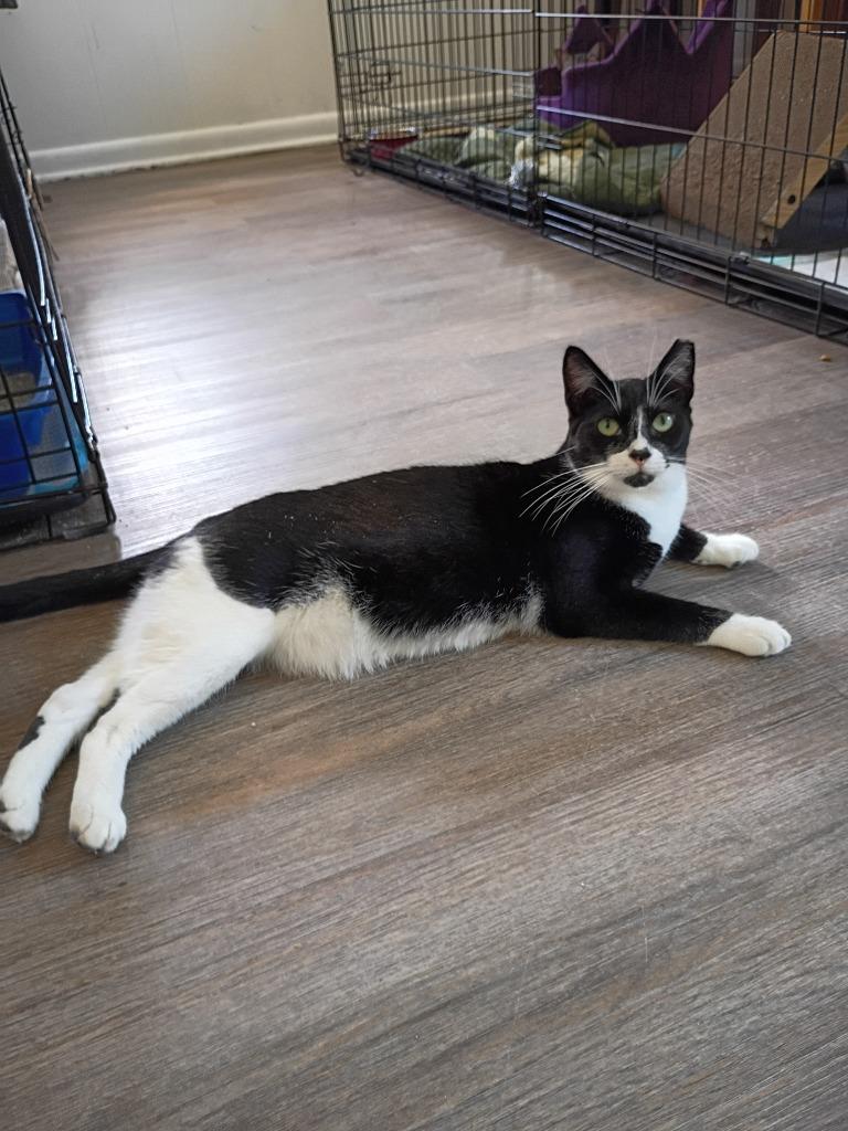Enlarge Charlie, a Adoptable mixed breed in Hardeeville, SC image 2/2