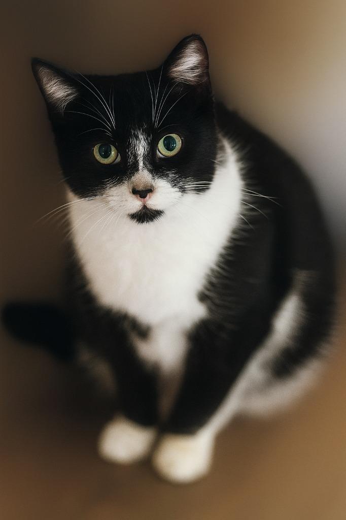 Charlie, Adoptable, Young Male Domestic Short Hair.