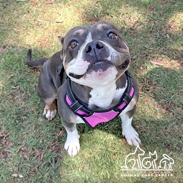 Enlarge GIGI, a Adoptable Pit Bull Terrier in Irvine, CA image 1/1