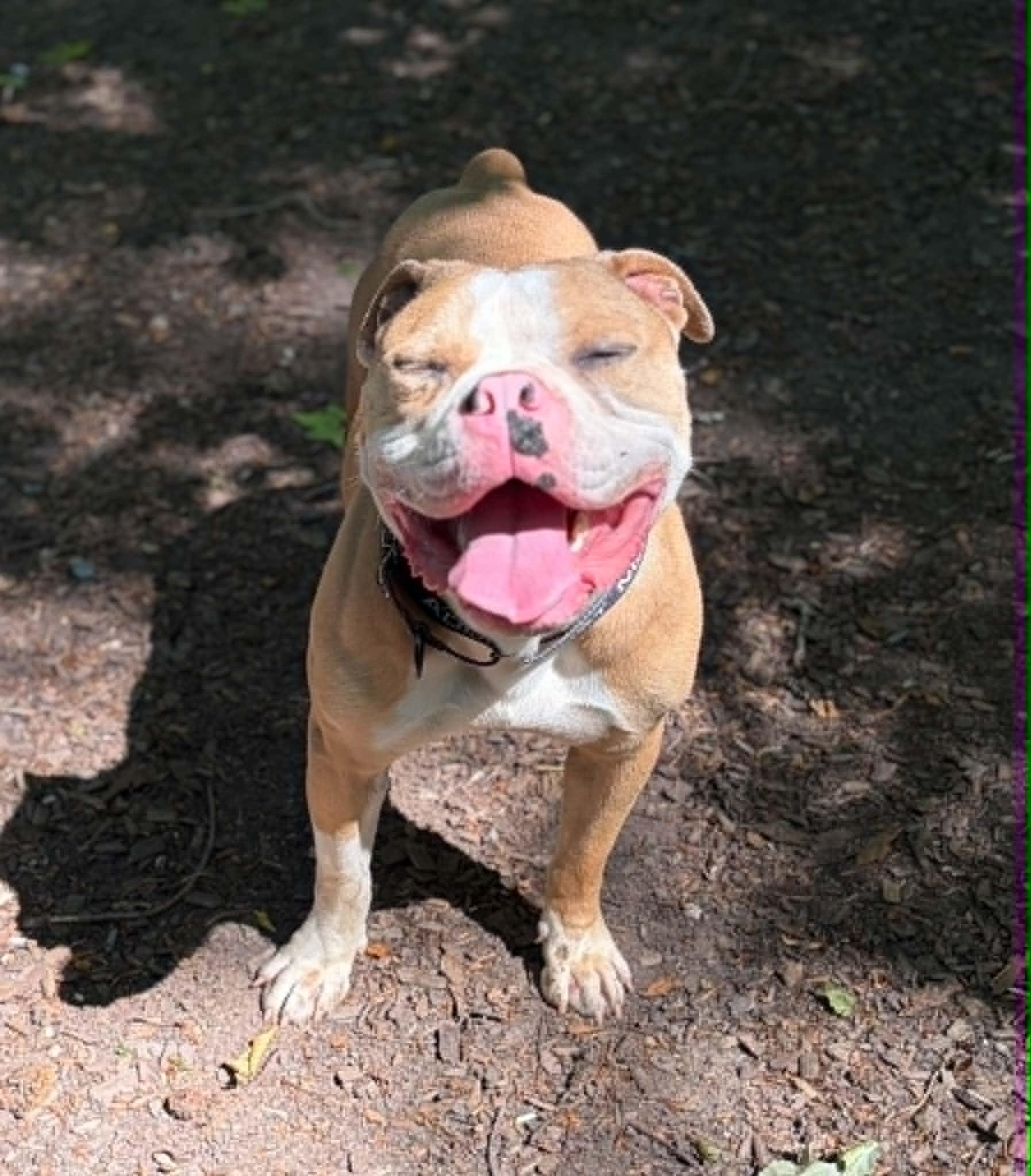 Scrappy, a ADOPTABLE American Bulldog in Sunderland, MD image 2/5