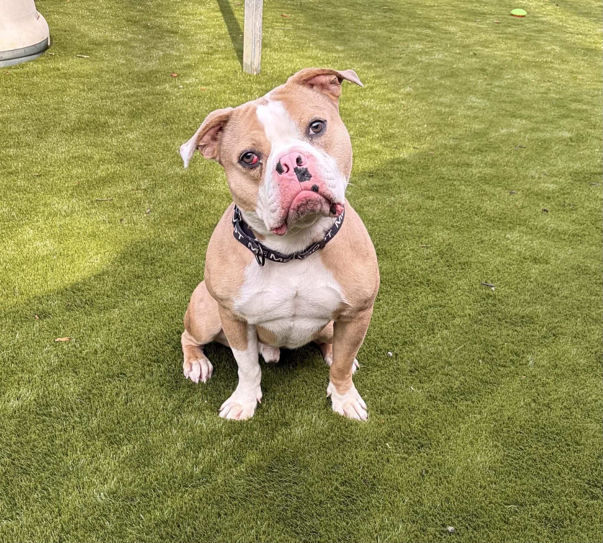 Scrappy, ADOPTABLE, Young Male American Bulldog.