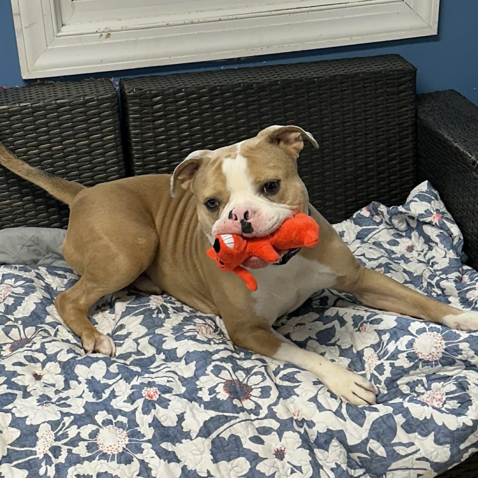 Enlarge Scrappy, a ADOPTABLE American Bulldog in Sunderland, MD image 2/5