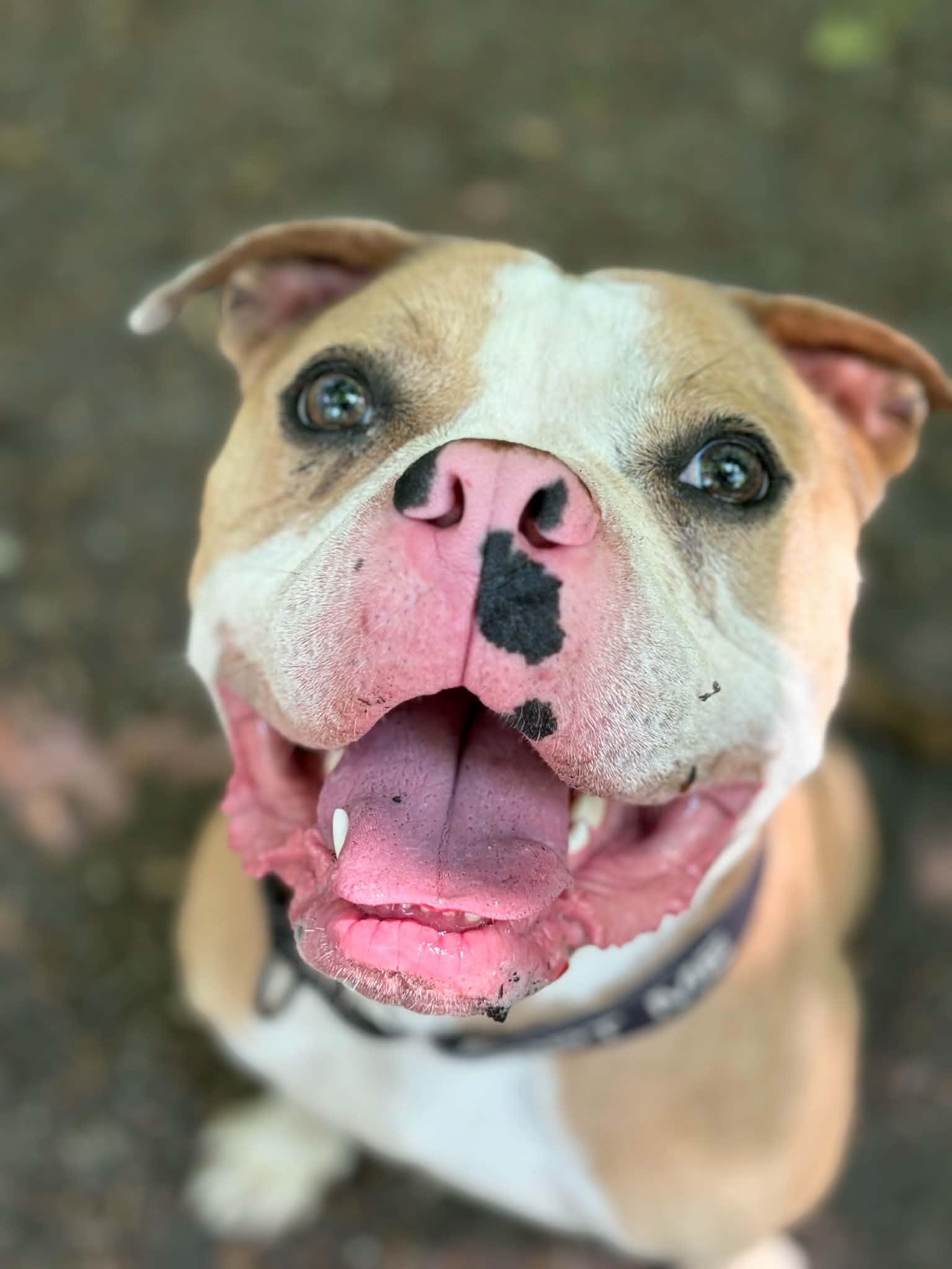 Scrappy, ADOPTABLE, Young Male American Bulldog.