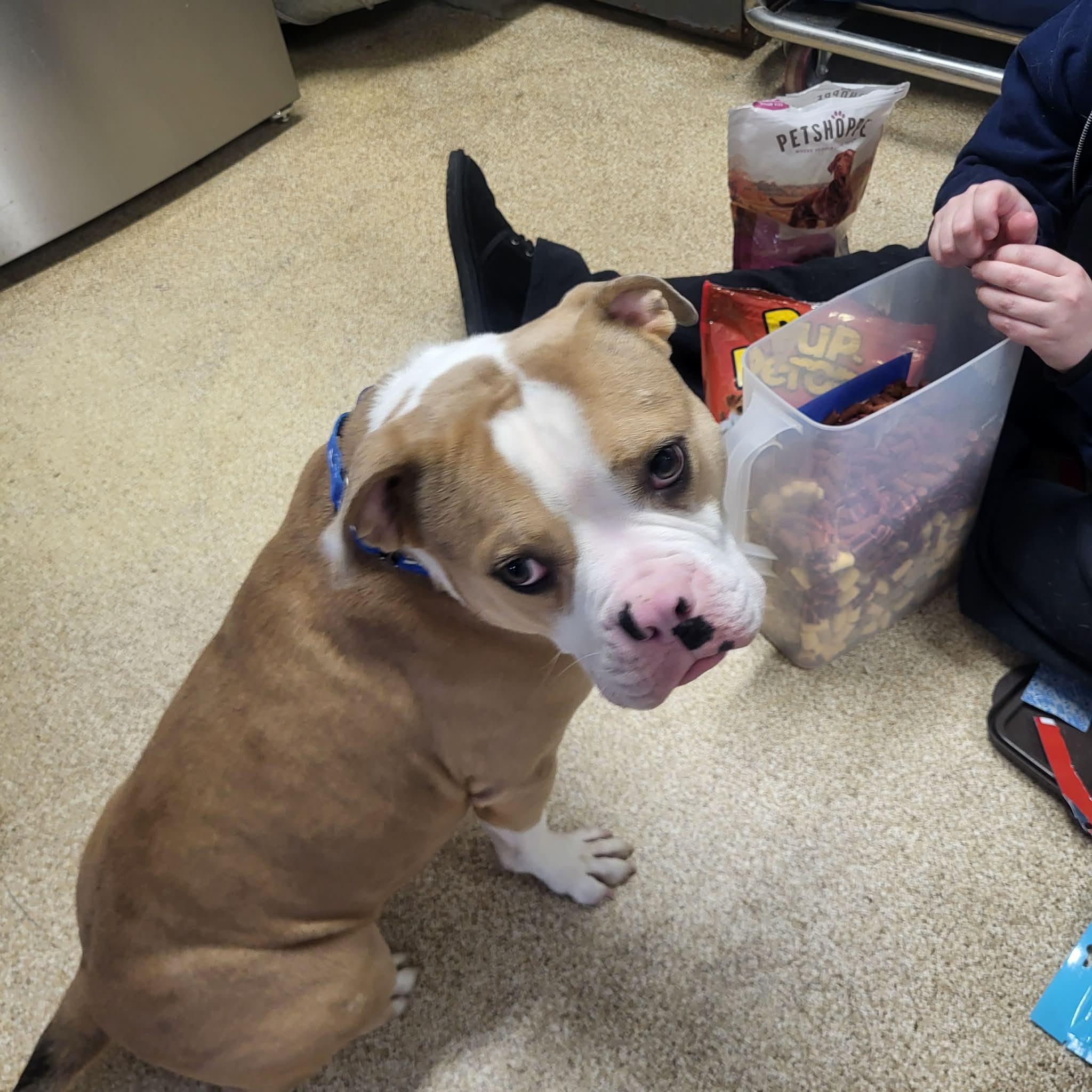 Enlarge Scrappy, a ADOPTABLE American Bulldog in Sunderland, MD image 5/5