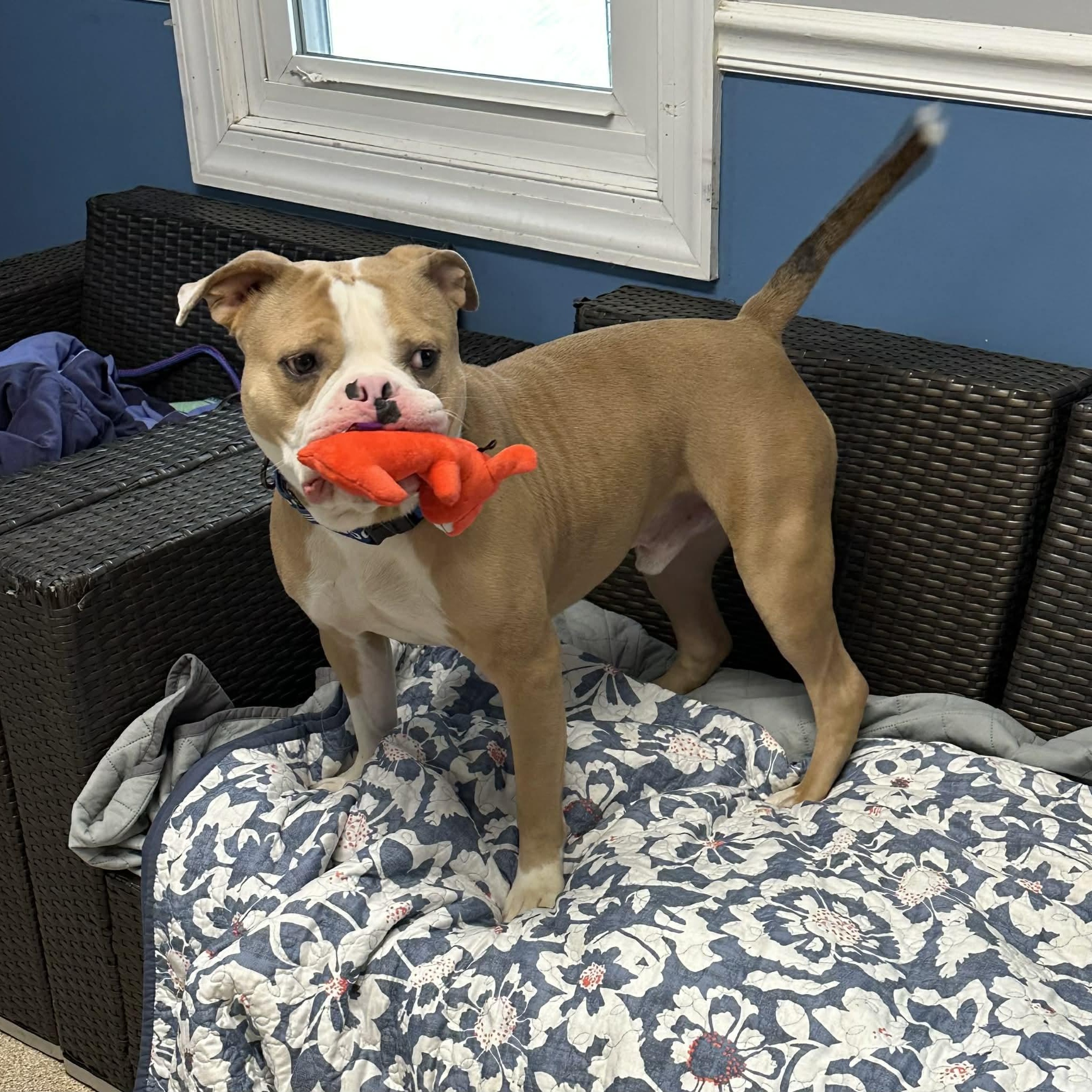 Enlarge Scrappy, a ADOPTABLE American Bulldog in Sunderland, MD image 3/5