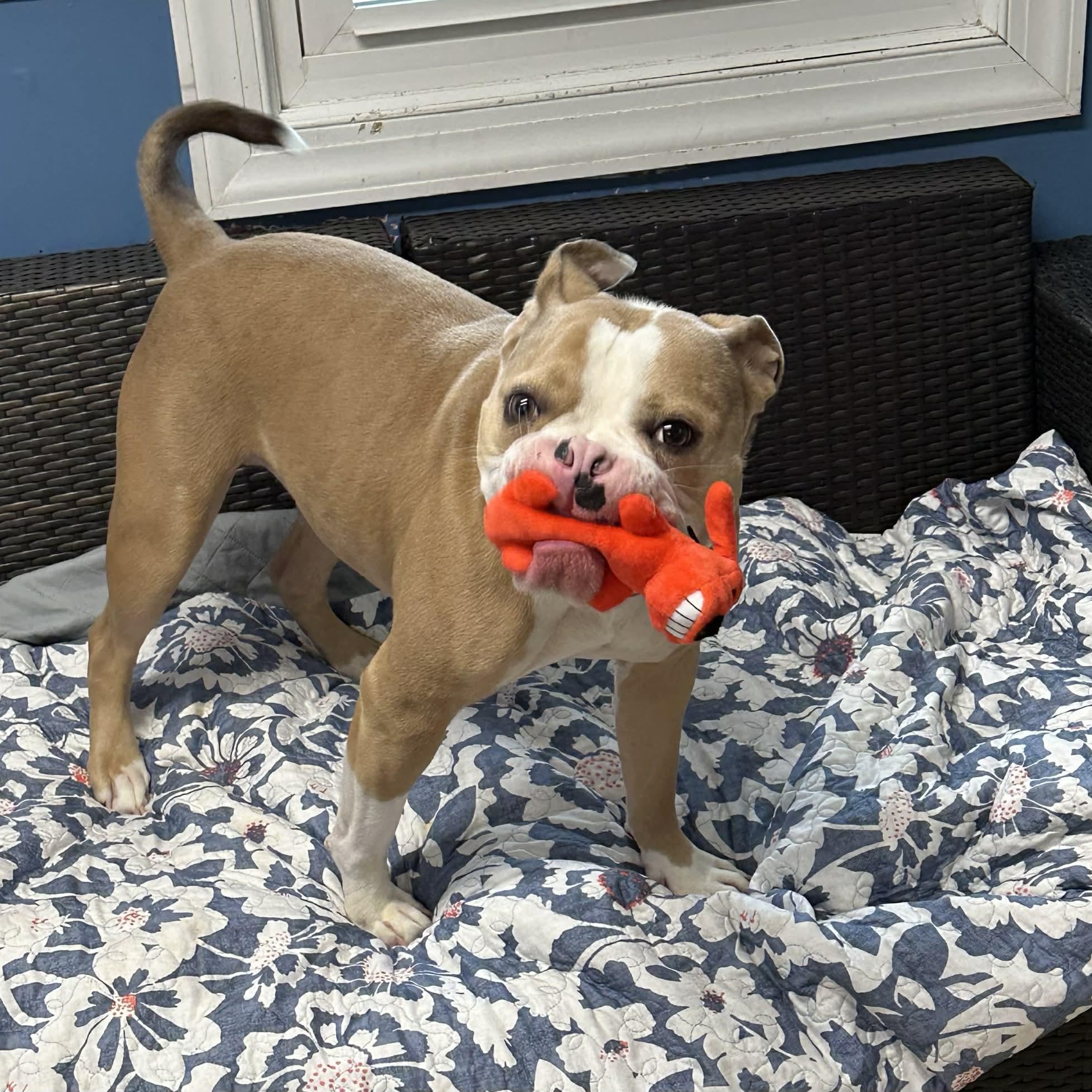 Enlarge Scrappy, a ADOPTABLE American Bulldog in Sunderland, MD image 4/5
