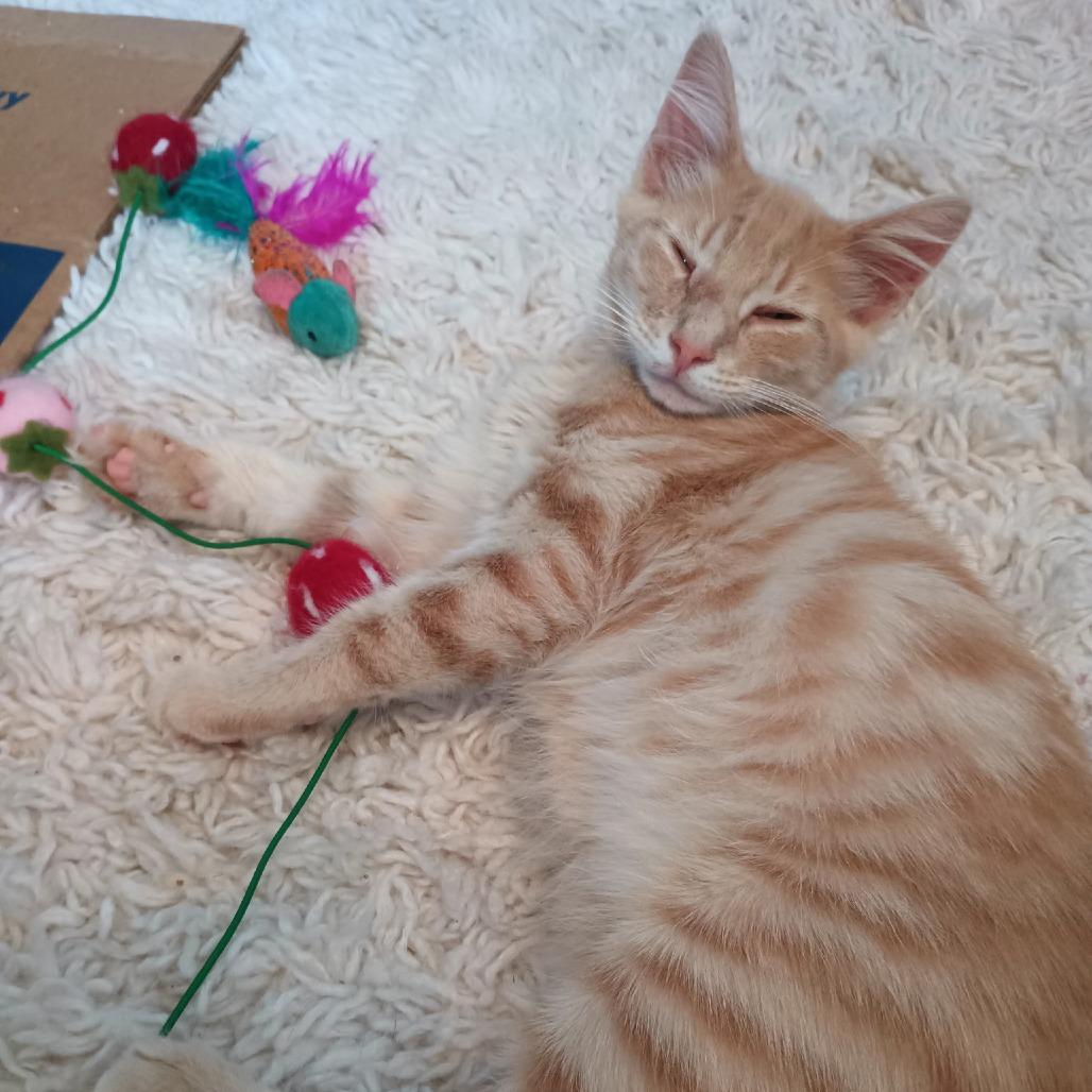 Enlarge Kolo, a Adoptable Domestic Medium Hair in Vallejo, CA image 1/1