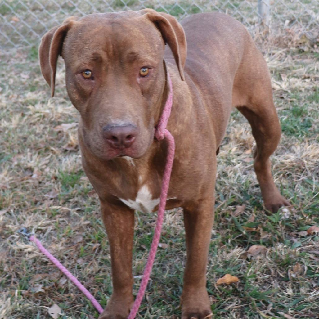 Enlarge Maxie, a Adoptable Mixed Breed in Bentonville, AR image 1/1