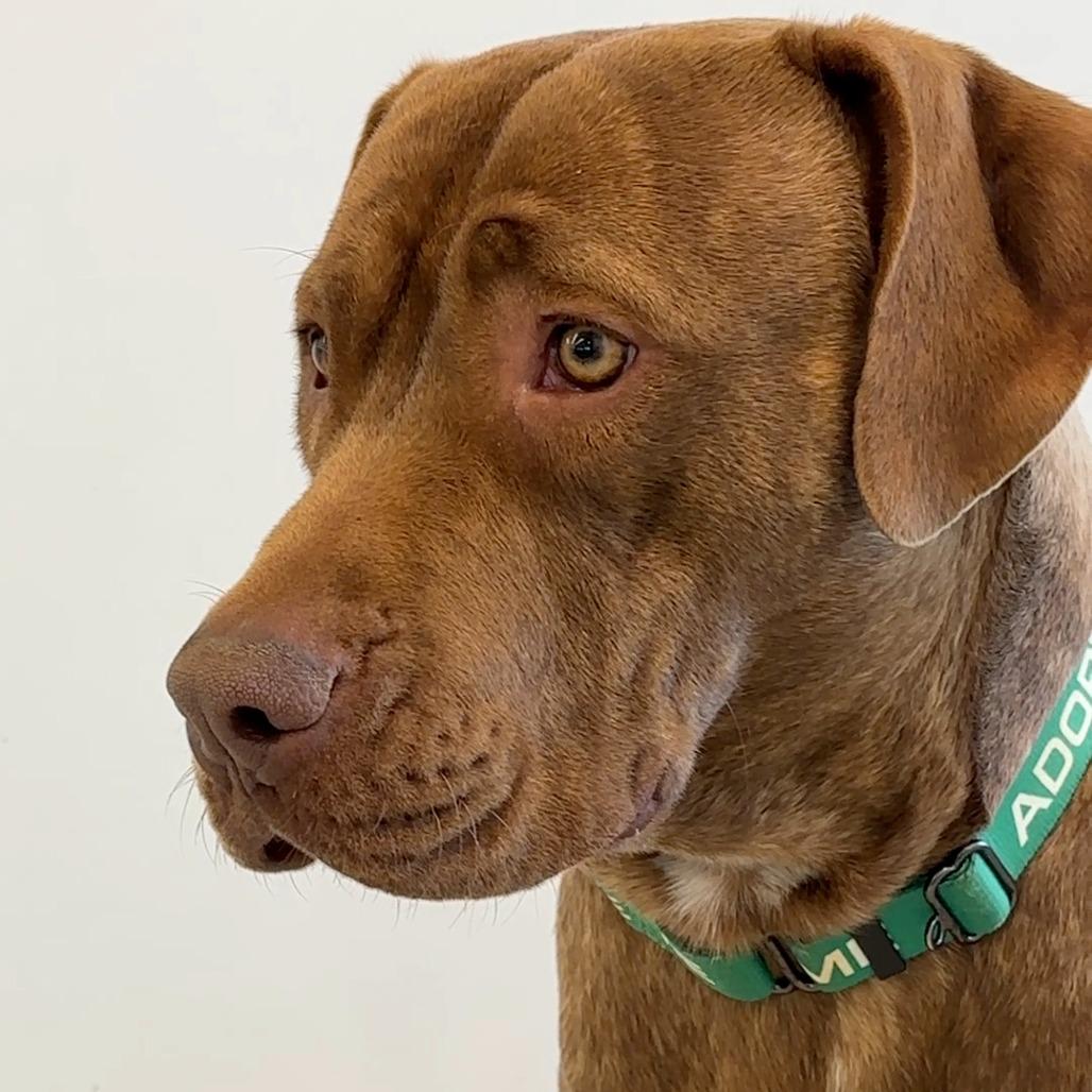 Maxie, Adoptable, Adult Male Mixed Breed.