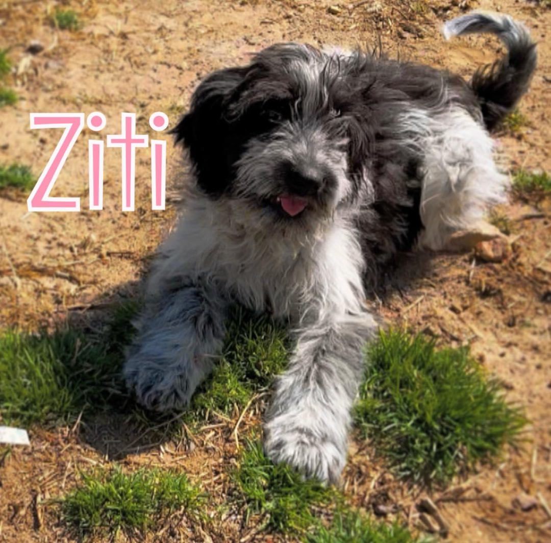 Ziti, Adopted, Puppy Female Goldendoodle & Border Collie.