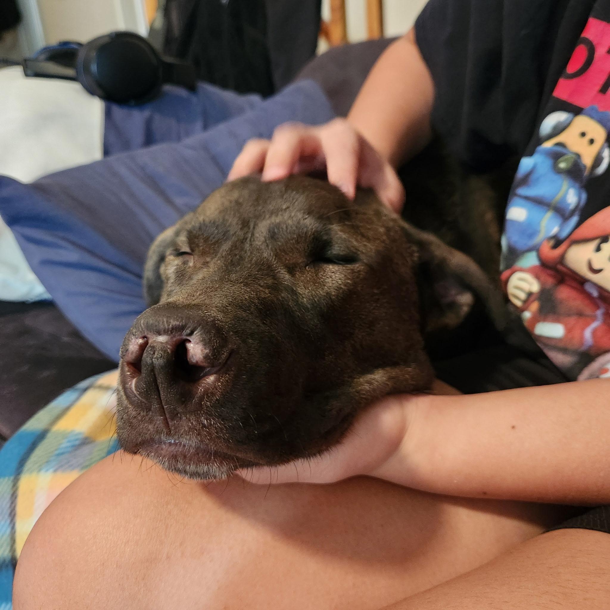 Enlarge Scout, a ADOPTABLE mixed breed in West Valley, UT image 1/6