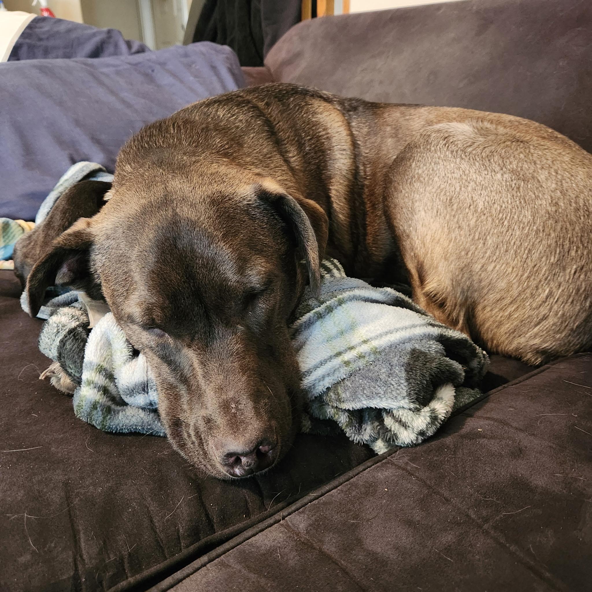 Enlarge Scout, a ADOPTABLE mixed breed in West Valley, UT image 2/6