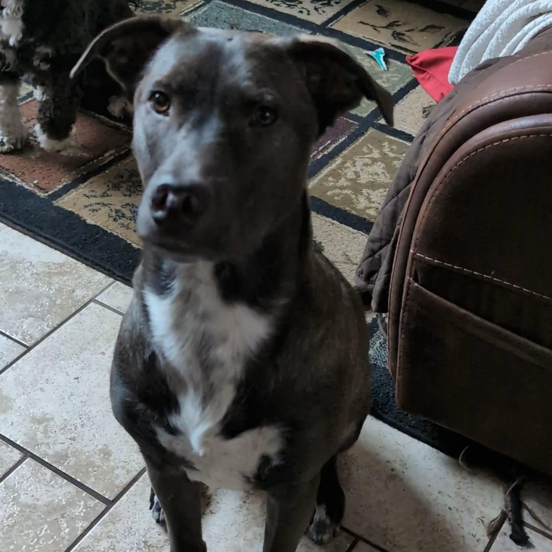 Scout, ADOPTABLE, Young Male Black Labrador Retriever.