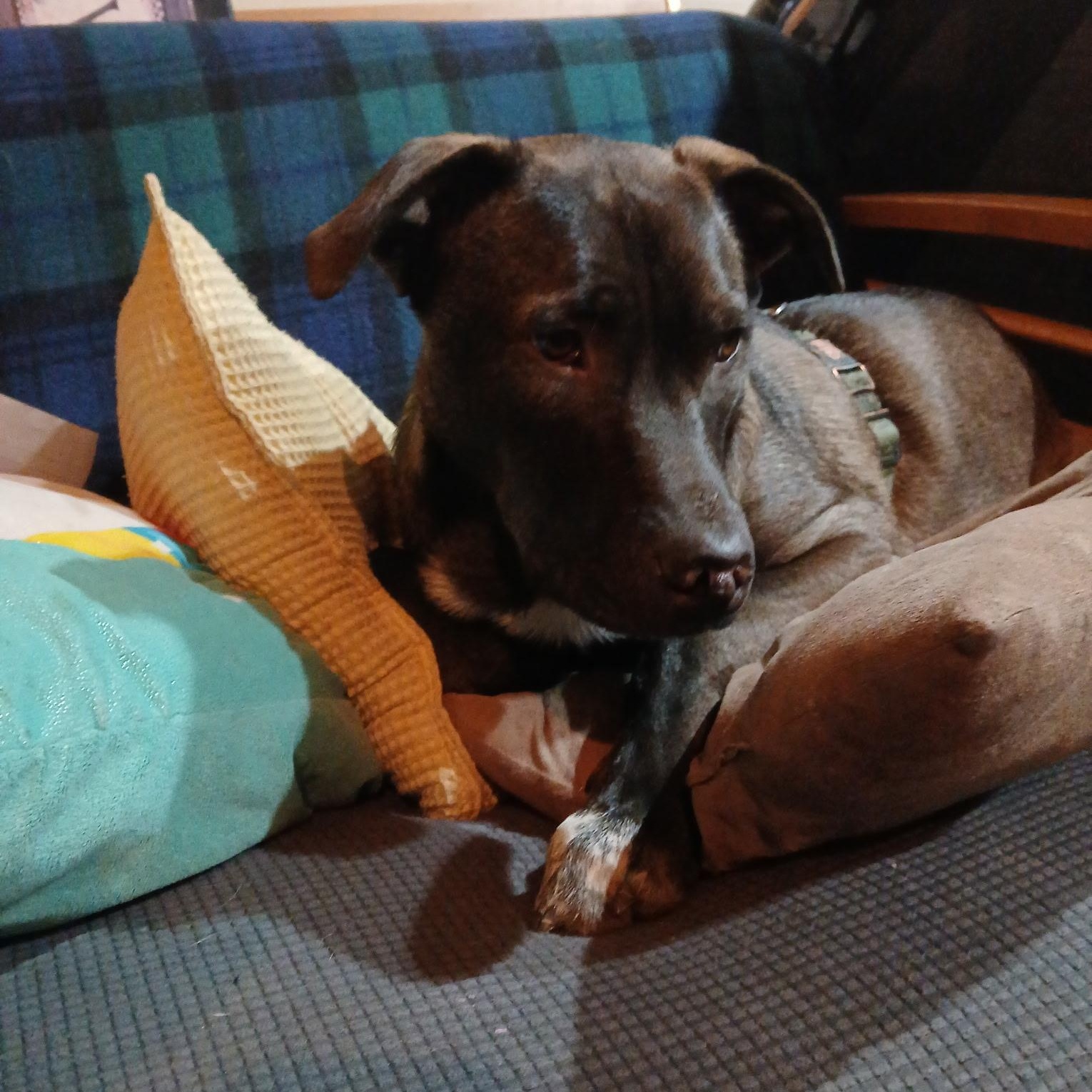 Enlarge Scout, a ADOPTABLE mixed breed in West Valley, UT image 3/4