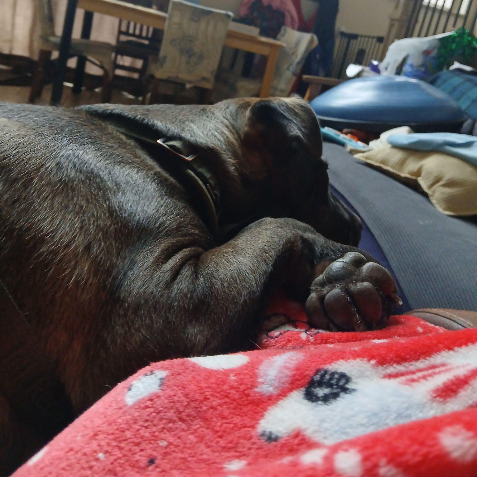 Enlarge Scout, a ADOPTABLE mixed breed in West Valley, UT image 2/4